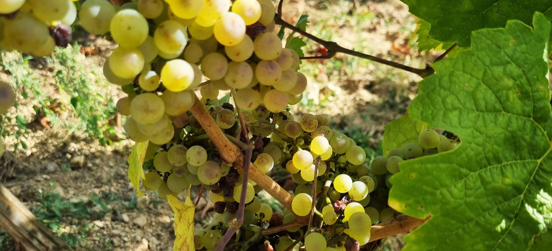 Le Riesling T