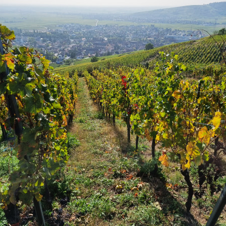 Le Riesling T