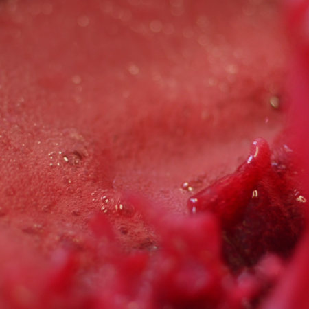 Les étapes de la vinification