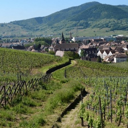 La Collection Terroirs d’Alsace, les 3 Pinot Gris de la Cave de Turckheim