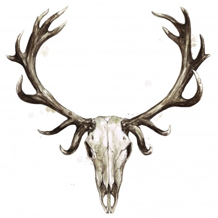 Cerf, Chevreuil, Brocard...