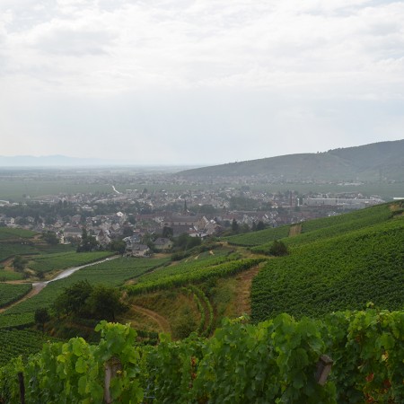 Une sauterelle dans les vignes : une rencontre porte-bonheur