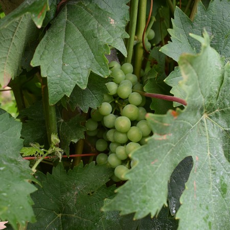 Une sauterelle dans les vignes : une rencontre porte-bonheur