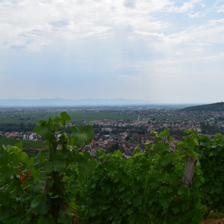 Une sauterelle dans les vignes : une rencontre porte-bonheur