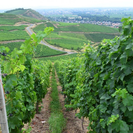 Une sauterelle dans les vignes : une rencontre porte-bonheur