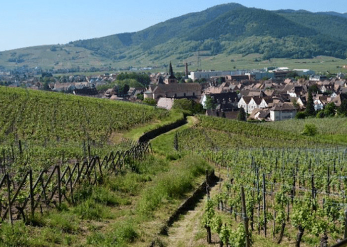 Que faire à Turckheim ? Visites, vignoble et dégustation