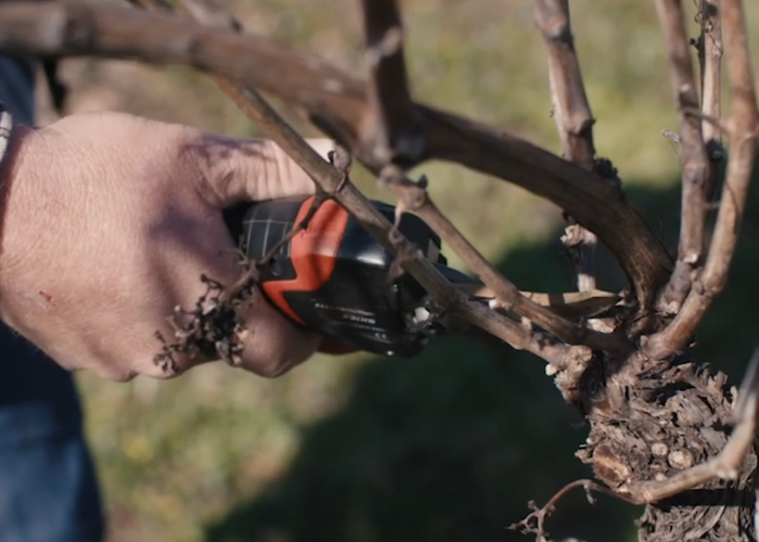Comment tailler la vigne ?